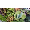 image:imageAltman Plants Lola Echeveria Succulent Plants Live Succulents Plants Live with Pot Live Indoor Plants Live Houseplants Live Indoor House Plants Indoors Live Plants Outdoor Plants Live Outdoor PlantsKalanchoe Luciae Flapjack