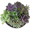 image:imageAltman Plants Lola Echeveria Succulent Plants Live Succulents Plants Live with Pot Live Indoor Plants Live Houseplants Live Indoor House Plants Indoors Live Plants Outdoor Plants Live Outdoor PlantsEcheveria Perle Von Nurnberg