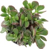 image:imageAltman Plants Lola Echeveria Succulent Plants Live Succulents Plants Live with Pot Live Indoor Plants Live Houseplants Live Indoor House Plants Indoors Live Plants Outdoor Plants Live Outdoor PlantsCrassula Ovata Jade Plant