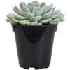 image:imageAltman Plants Lola Echeveria Succulent Plants Live Succulents Plants Live with Pot Live Indoor Plants Live Houseplants Live Indoor House Plants Indoors Live Plants Outdoor Plants Live Outdoor PlantsEcheveria Arctic Ice