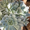 image:imageAltman Plants Lola Echeveria Succulent Plants Live Succulents Plants Live with Pot Live Indoor Plants Live Houseplants Live Indoor House Plants Indoors Live Plants Outdoor Plants Live Outdoor PlantsEcheveria Arctic Ice