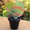 image:imageAltman Plants Lola Echeveria Succulent Plants Live Succulents Plants Live with Pot Live Indoor Plants Live Houseplants Live Indoor House Plants Indoors Live Plants Outdoor Plants Live Outdoor PlantsKalanchoe Luciae Flapjack
