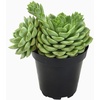 image:imageAltman Plants Lola Echeveria Succulent Plants Live Succulents Plants Live with Pot Live Indoor Plants Live Houseplants Live Indoor House Plants Indoors Live Plants Outdoor Plants Live Outdoor PlantsEcheveria Lime n Chile