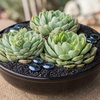 image:imageAltman Plants Lola Echeveria Succulent Plants Live Succulents Plants Live with Pot Live Indoor Plants Live Houseplants Live Indoor House Plants Indoors Live Plants Outdoor Plants Live Outdoor PlantsEcheveria Lime n Chile