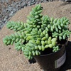 image:imageAltman Plants Lola Echeveria Succulent Plants Live Succulents Plants Live with Pot Live Indoor Plants Live Houseplants Live Indoor House Plants Indoors Live Plants Outdoor Plants Live Outdoor PlantsSedum Burros Tail