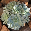 image:imageAltman Plants Lola Echeveria Succulent Plants Live Succulents Plants Live with Pot Live Indoor Plants Live Houseplants Live Indoor House Plants Indoors Live Plants Outdoor Plants Live Outdoor PlantsEcheveria Arctic Ice