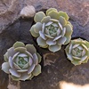 image:imageAltman Plants Lola Echeveria Succulent Plants Live Succulents Plants Live with Pot Live Indoor Plants Live Houseplants Live Indoor House Plants Indoors Live Plants Outdoor Plants Live Outdoor PlantsEcheveria Lola