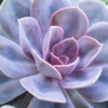image:imageAltman Plants Lola Echeveria Succulent Plants Live Succulents Plants Live with Pot Live Indoor Plants Live Houseplants Live Indoor House Plants Indoors Live Plants Outdoor Plants Live Outdoor PlantsEcheveria Perle Von Nurnberg