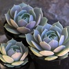 image:imageAltman Plants Lola Echeveria Succulent Plants Live Succulents Plants Live with Pot Live Indoor Plants Live Houseplants Live Indoor House Plants Indoors Live Plants Outdoor Plants Live Outdoor PlantsEcheveria Lola