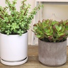 image:imageAltman Plants Lola Echeveria Succulent Plants Live Succulents Plants Live with Pot Live Indoor Plants Live Houseplants Live Indoor House Plants Indoors Live Plants Outdoor Plants Live Outdoor PlantsCrassula Ovata Jade Plant