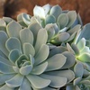 image:imageAltman Plants Lola Echeveria Succulent Plants Live Succulents Plants Live with Pot Live Indoor Plants Live Houseplants Live Indoor House Plants Indoors Live Plants Outdoor Plants Live Outdoor PlantsEcheveria Arctic Ice