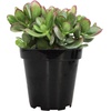 image:imageAltman Plants Lola Echeveria Succulent Plants Live Succulents Plants Live with Pot Live Indoor Plants Live Houseplants Live Indoor House Plants Indoors Live Plants Outdoor Plants Live Outdoor PlantsCrassula Ovata Jade Plant