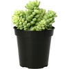 image:imageAltman Plants Lola Echeveria Succulent Plants Live Succulents Plants Live with Pot Live Indoor Plants Live Houseplants Live Indoor House Plants Indoors Live Plants Outdoor Plants Live Outdoor PlantsSedum Burros Tail