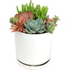 image:imageAltman Plants Lola Echeveria Succulent Plants Live Succulents Plants Live with Pot Live Indoor Plants Live Houseplants Live Indoor House Plants Indoors Live Plants Outdoor Plants Live Outdoor PlantsKalanchoe Luciae Flapjack