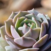 image:imageAltman Plants Lola Echeveria Succulent Plants Live Succulents Plants Live with Pot Live Indoor Plants Live Houseplants Live Indoor House Plants Indoors Live Plants Outdoor Plants Live Outdoor PlantsEcheveria Lola