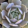 image:imageAltman Plants Lola Echeveria Succulent Plants Live Succulents Plants Live with Pot Live Indoor Plants Live Houseplants Live Indoor House Plants Indoors Live Plants Outdoor Plants Live Outdoor PlantsEcheveria Lola