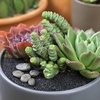 image:imageAltman Plants Lola Echeveria Succulent Plants Live Succulents Plants Live with Pot Live Indoor Plants Live Houseplants Live Indoor House Plants Indoors Live Plants Outdoor Plants Live Outdoor PlantsCrassula Rupetris Babys Necklace