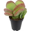 image:imageAltman Plants Lola Echeveria Succulent Plants Live Succulents Plants Live with Pot Live Indoor Plants Live Houseplants Live Indoor House Plants Indoors Live Plants Outdoor Plants Live Outdoor PlantsKalanchoe Luciae Flapjack