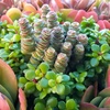 image:imageAltman Plants Lola Echeveria Succulent Plants Live Succulents Plants Live with Pot Live Indoor Plants Live Houseplants Live Indoor House Plants Indoors Live Plants Outdoor Plants Live Outdoor PlantsCrassula Rupetris Babys Necklace