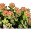 image:imageAltman Plants Lola Echeveria Succulent Plants Live Succulents Plants Live with Pot Live Indoor Plants Live Houseplants Live Indoor House Plants Indoors Live Plants Outdoor Plants Live Outdoor PlantsCrassula Rupetris Babys Necklace