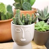 image:imageAltman Plants Lola Echeveria Succulent Plants Live Succulents Plants Live with Pot Live Indoor Plants Live Houseplants Live Indoor House Plants Indoors Live Plants Outdoor Plants Live Outdoor PlantsCrassula Rupetris Babys Necklace