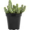 image:imageAltman Plants Lola Echeveria Succulent Plants Live Succulents Plants Live with Pot Live Indoor Plants Live Houseplants Live Indoor House Plants Indoors Live Plants Outdoor Plants Live Outdoor PlantsCrassula Rupetris Babys Necklace