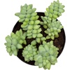 image:imageAltman Plants Lola Echeveria Succulent Plants Live Succulents Plants Live with Pot Live Indoor Plants Live Houseplants Live Indoor House Plants Indoors Live Plants Outdoor Plants Live Outdoor PlantsSedum Burros Tail