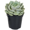 image:imageAltman Plants Lola Echeveria Succulent Plants Live Succulents Plants Live with Pot Live Indoor Plants Live Houseplants Live Indoor House Plants Indoors Live Plants Outdoor Plants Live Outdoor PlantsEcheveria Lola
