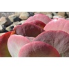 image:imageAltman Plants Lola Echeveria Succulent Plants Live Succulents Plants Live with Pot Live Indoor Plants Live Houseplants Live Indoor House Plants Indoors Live Plants Outdoor Plants Live Outdoor PlantsKalanchoe Luciae Flapjack