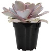 image:imageAltman Plants Lola Echeveria Succulent Plants Live Succulents Plants Live with Pot Live Indoor Plants Live Houseplants Live Indoor House Plants Indoors Live Plants Outdoor Plants Live Outdoor PlantsEcheveria Perle Von Nurnberg