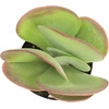 image:imageAltman Plants Lola Echeveria Succulent Plants Live Succulents Plants Live with Pot Live Indoor Plants Live Houseplants Live Indoor House Plants Indoors Live Plants Outdoor Plants Live Outdoor PlantsKalanchoe Luciae Flapjack