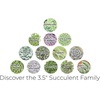 image:imageAltman Plants Lola Echeveria Succulent Plants Live Succulents Plants Live with Pot Live Indoor Plants Live Houseplants Live Indoor House Plants Indoors Live Plants Outdoor Plants Live Outdoor PlantsKalanchoe Luciae Flapjack