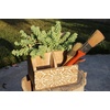 image:imageAltman Plants Lola Echeveria Succulent Plants Live Succulents Plants Live with Pot Live Indoor Plants Live Houseplants Live Indoor House Plants Indoors Live Plants Outdoor Plants Live Outdoor PlantsSedum Burros Tail