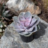 image:imageAltman Plants Lola Echeveria Succulent Plants Live Succulents Plants Live with Pot Live Indoor Plants Live Houseplants Live Indoor House Plants Indoors Live Plants Outdoor Plants Live Outdoor PlantsEcheveria Perle Von Nurnberg