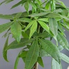 image:imageAltman Plants Money Tree Plant Decor Approx 15 Feet Tall with 6 Inch White Plant Pot Pet Friendly Plants Easy Plant Gift Easy to Grow House Plant amp Desk Plant in Indoor Plant Potting Soil Mix