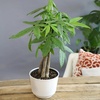 image:imageAltman Plants Money Tree Plant Decor Approx 15 Feet Tall with 6 Inch White Plant Pot Pet Friendly Plants Easy Plant Gift Easy to Grow House Plant amp Desk Plant in Indoor Plant Potting Soil Mix