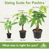 image:imageAltman Plants Money Tree Plant Decor Approx 15 Feet Tall with 6 Inch White Plant Pot Pet Friendly Plants Easy Plant Gift Easy to Grow House Plant amp Desk Plant in Indoor Plant Potting Soil Mix