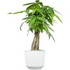 image:imageAltman Plants Money Tree Plant Decor Approx 15 Feet Tall with 6 Inch White Plant Pot Pet Friendly Plants Easy Plant Gift Easy to Grow House Plant amp Desk Plant in Indoor Plant Potting Soil Mix