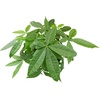 image:imageAltman Plants Money Tree Plant Decor Approx 15 Feet Tall with 6 Inch White Plant Pot Pet Friendly Plants Easy Plant Gift Easy to Grow House Plant amp Desk Plant in Indoor Plant Potting Soil Mix