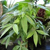 image:imageAltman Plants Money Tree Plant Decor Approx 15 Feet Tall with 6 Inch White Plant Pot Pet Friendly Plants Easy Plant Gift Easy to Grow House Plant amp Desk Plant in Indoor Plant Potting Soil Mix