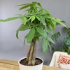 image:imageAltman Plants Money Tree Plant Decor Approx 15 Feet Tall with 6 Inch White Plant Pot Pet Friendly Plants Easy Plant Gift Easy to Grow House Plant amp Desk Plant in Indoor Plant Potting Soil Mix