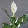 image:imageAltman Plants Peace Lily Plant Decor with 6 Inch White Plant Pot Easy to Grow House Plant Desk Plant amp Office Plant Easy Plant Gift Air Purifying Plants Grow in Indoor Plant Potting Soil Mix