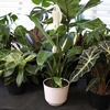 image:imageAltman Plants Peace Lily Plant Decor with 6 Inch White Plant Pot Easy to Grow House Plant Desk Plant amp Office Plant Easy Plant Gift Air Purifying Plants Grow in Indoor Plant Potting Soil Mix