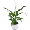 image:imageAltman Plants Peace Lily Plant Decor with 6 Inch White Plant Pot Easy to Grow House Plant Desk Plant amp Office Plant Easy Plant Gift Air Purifying Plants Grow in Indoor Plant Potting Soil Mix