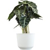 image:imageAltman Plants Polly Alocasia Live Plant Decor in 6 Inch White Plastic Plant Pot Elephant Ear Plant Gift amp Desk Plant Easy Plant amp Indoor Plant Air Purifying Plants in Indoor Potting Soil Mix