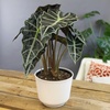 image:imageAltman Plants Polly Alocasia Live Plant Decor in 6 Inch White Plastic Plant Pot Elephant Ear Plant Gift amp Desk Plant Easy Plant amp Indoor Plant Air Purifying Plants in Indoor Potting Soil Mix