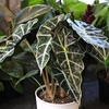image:imageAltman Plants Polly Alocasia Live Plant Decor in 6 Inch White Plastic Plant Pot Elephant Ear Plant Gift amp Desk Plant Easy Plant amp Indoor Plant Air Purifying Plants in Indoor Potting Soil Mix