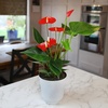 image:imageAltman Plants Red Anthurium Live Plant Decor in 4 Inch White Plastic Plant Pot Easy to Grow Desk Plant Easy Plant Gift Decorative Indoor Plant Live Anthuriums Live Plants Grown in Potting Soil Mix4 White Pot