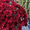 image:imageAltman Plants Red Chrysanthemum Plant in 1 Gal Grower Pot Garden Mum Flowering Plants Outdoor Plants Live Mums Real Outdoor Plants Patio or Porch Flowers for Fall Easy Care