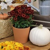 image:imageAltman Plants Red Chrysanthemum Plant in 1 Gal Grower Pot Garden Mum Flowering Plants Outdoor Plants Live Mums Real Outdoor Plants Patio or Porch Flowers for Fall Easy Care